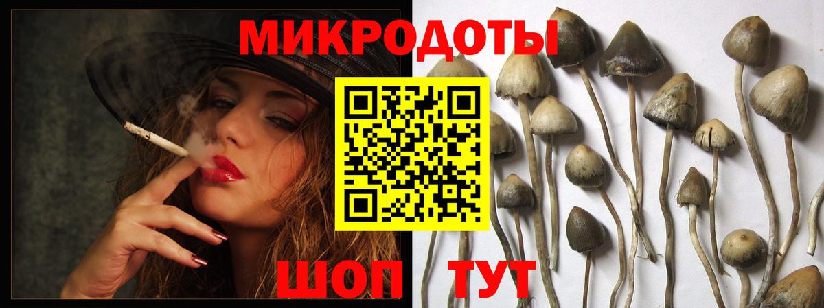 Псилоцибиновые грибы Cubensis Боровичи